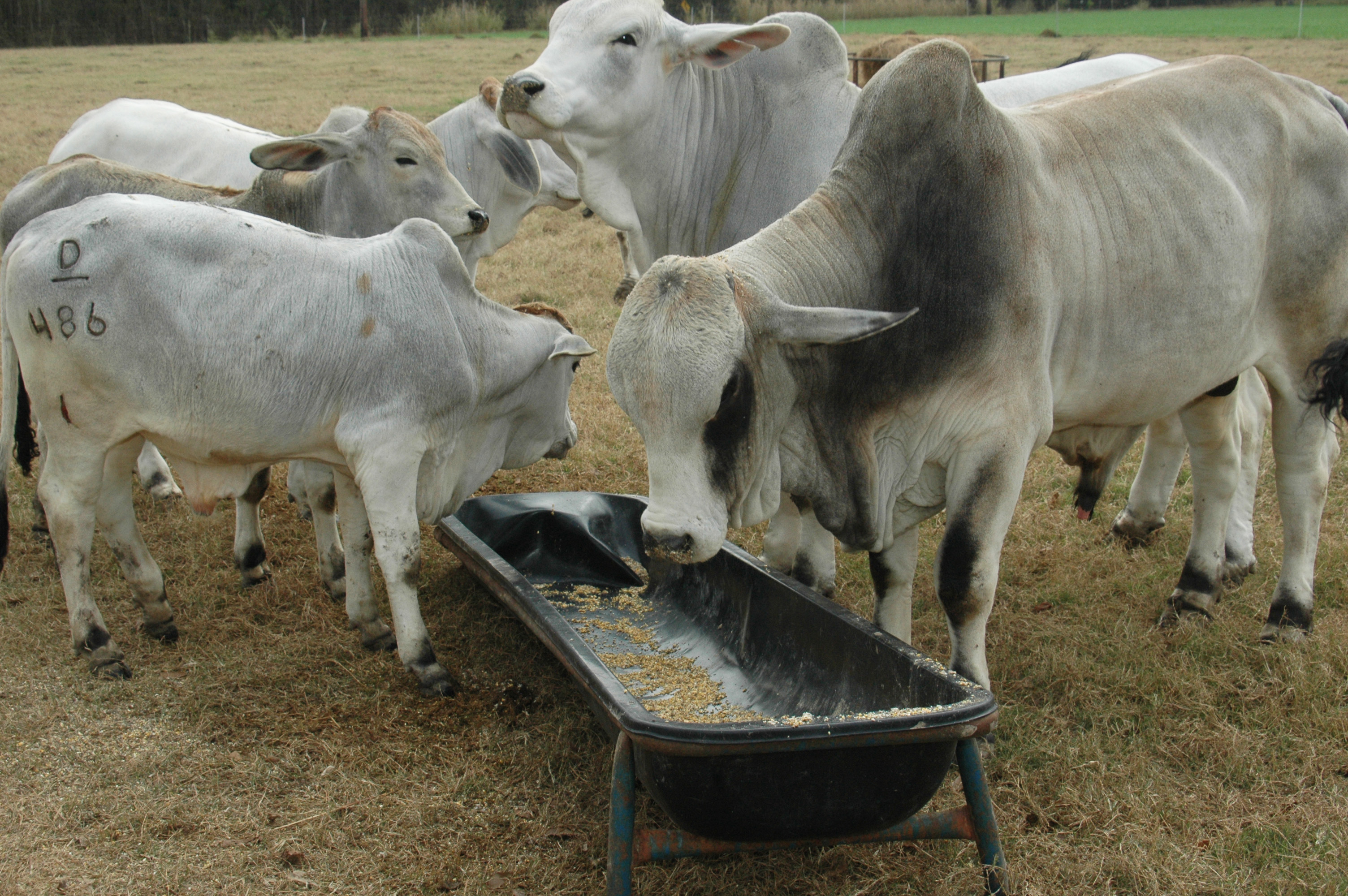 Cattle producers face price declines amid coronavirus pandemic 